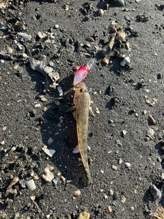 ハゼの釣果