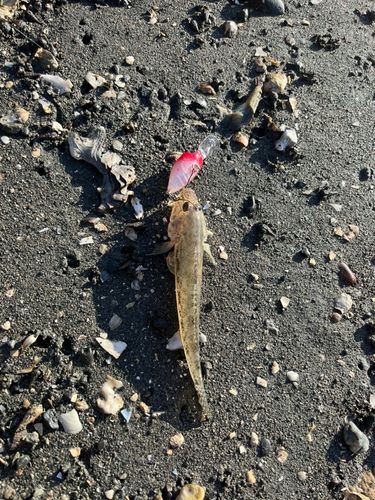 ハゼの釣果