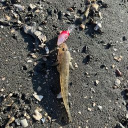 ハゼ