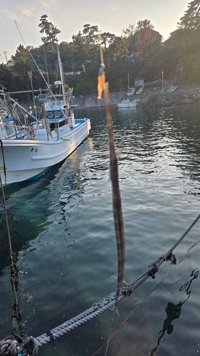 ヤガラの釣果