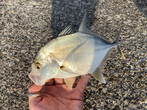 メッキの釣果