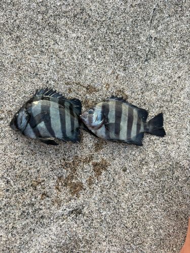 イシダイの釣果