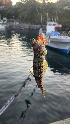 エソの釣果