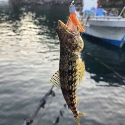 エソ