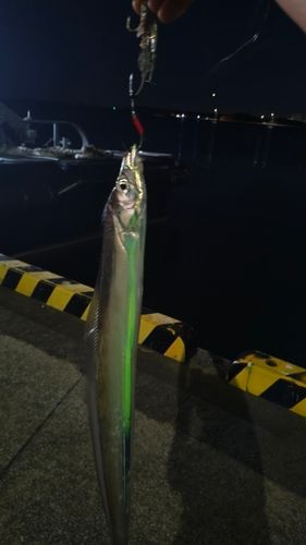 タチウオの釣果