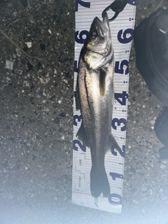 マルスズキの釣果