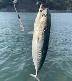 ソウダガツオの釣果