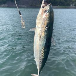 ソウダガツオ