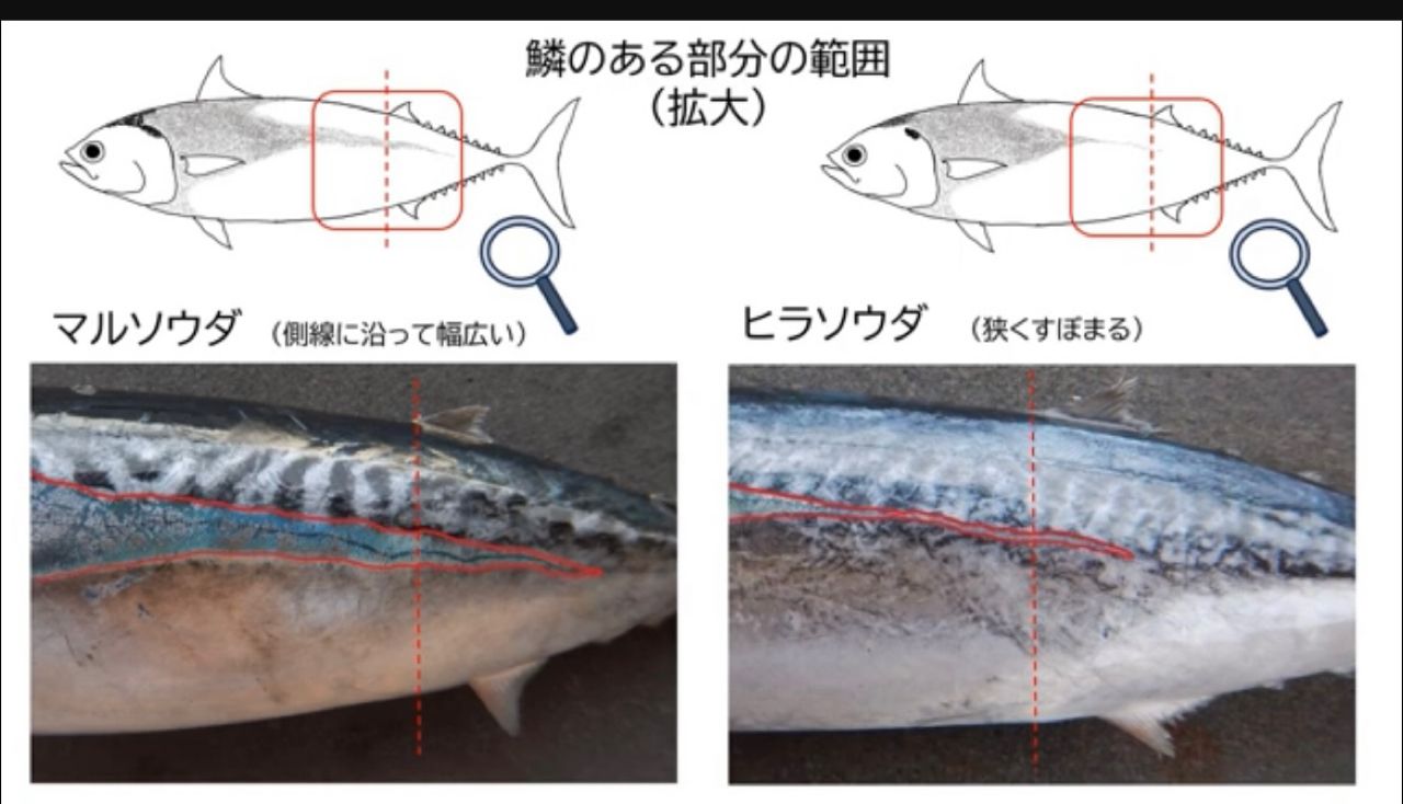 ソウダガツオ