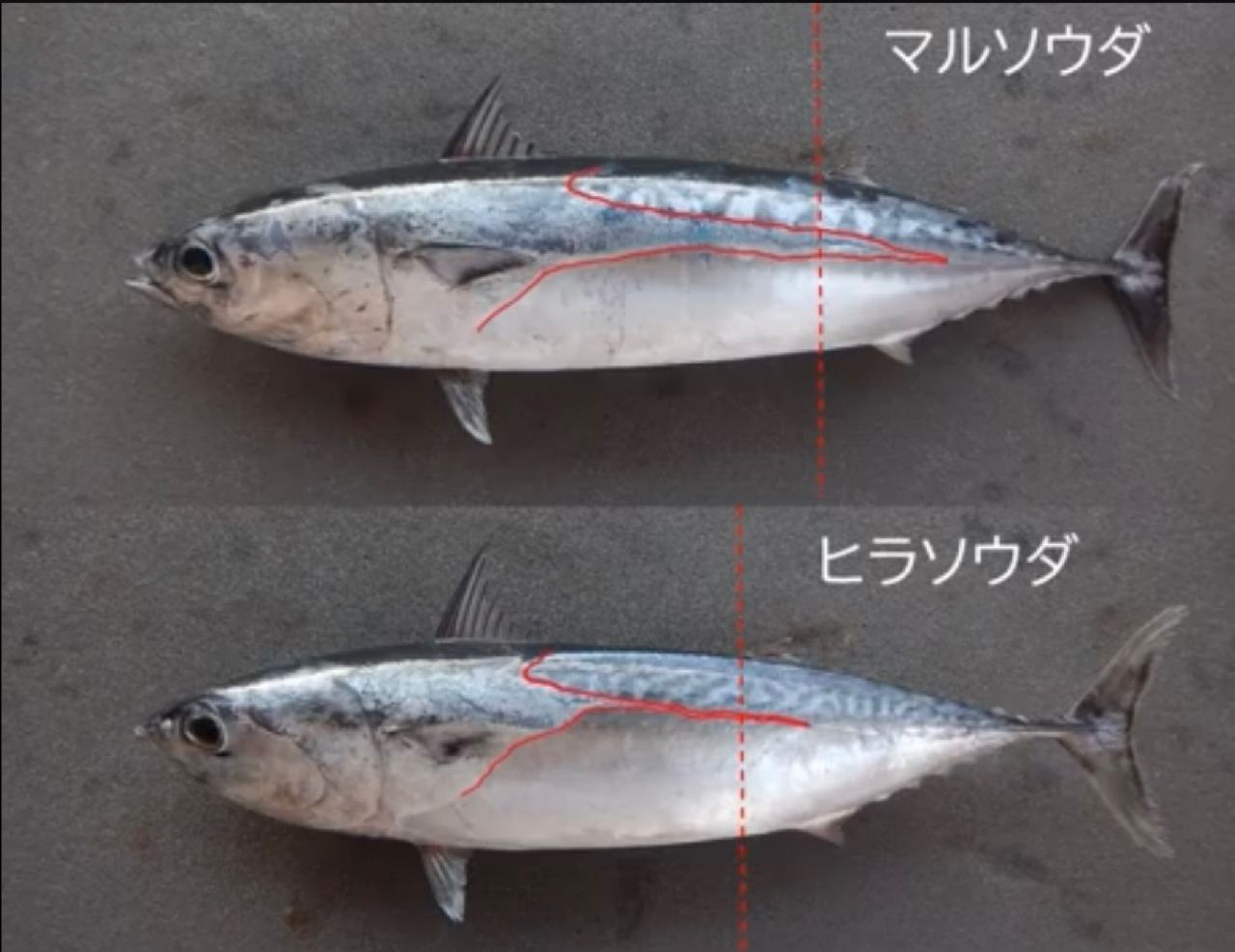 ソウダガツオ