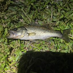 ブラックバス
