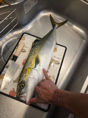 ワラサの釣果
