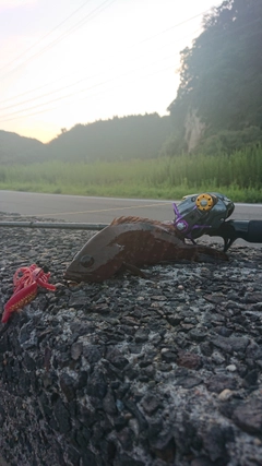 キジハタの釣果