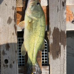 ラージマウスバス