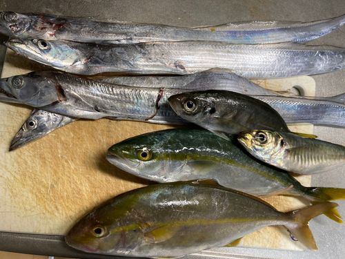 タチウオの釣果