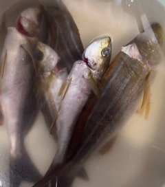 イサキの釣果
