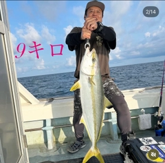 ヒラマサの釣果