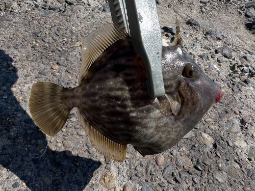 カワハギの釣果