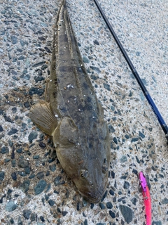 マゴチの釣果