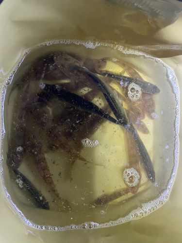 マハゼの釣果