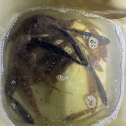 マハゼ