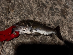 セイゴ（マルスズキ）の釣果