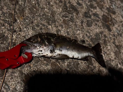 セイゴ（マルスズキ）の釣果