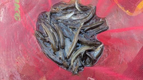 アユの釣果