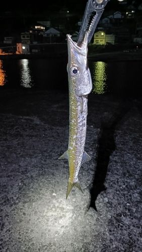 カマスの釣果