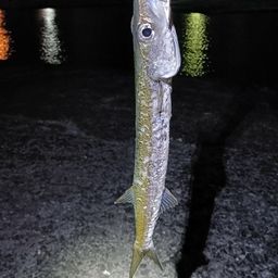 カマス