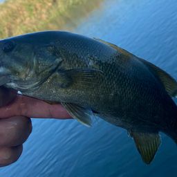 スモールマウスバス