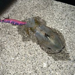 アオリイカ