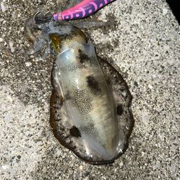 アオリイカ