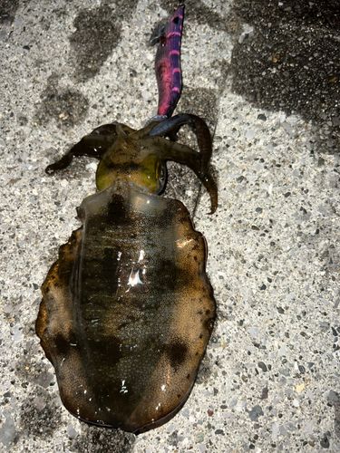 アオリイカの釣果