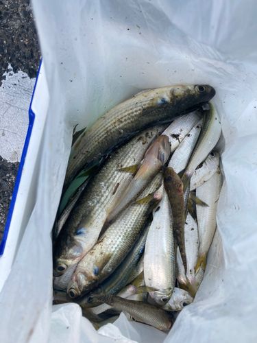 サッパの釣果