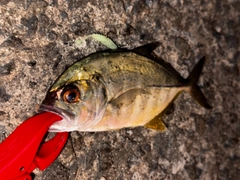 ギンガメアジの釣果