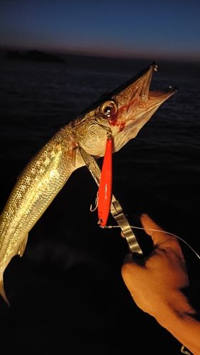 カマスの釣果