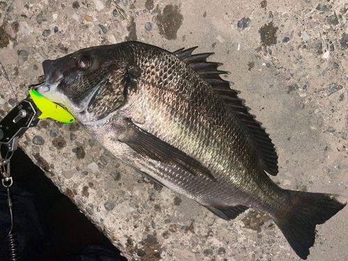 クロダイの釣果