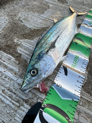 サゴシの釣果