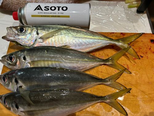 アジの釣果
