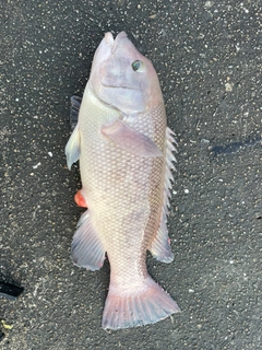 カンダイの釣果