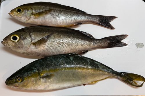 イサキの釣果
