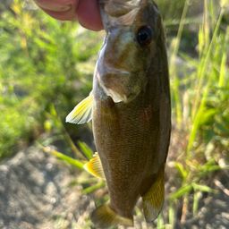 スモールマウスバス