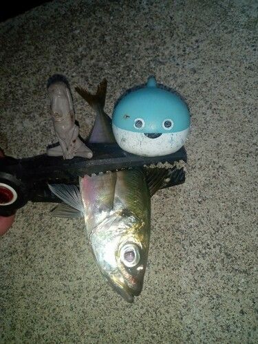 マアジの釣果