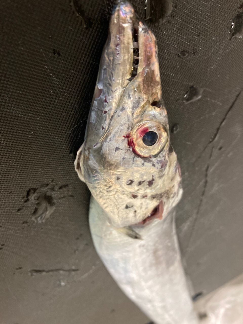 タチウオ