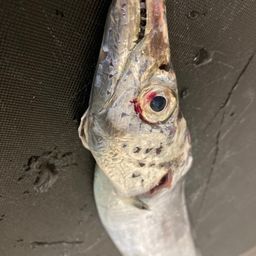 タチウオ