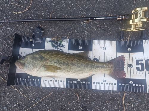 ブラックバスの釣果