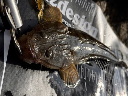マゴチの釣果