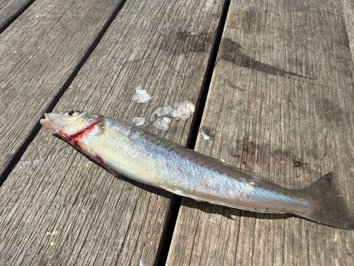 シロギスの釣果