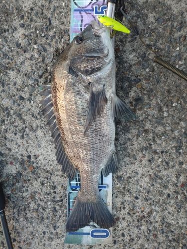 クロダイの釣果